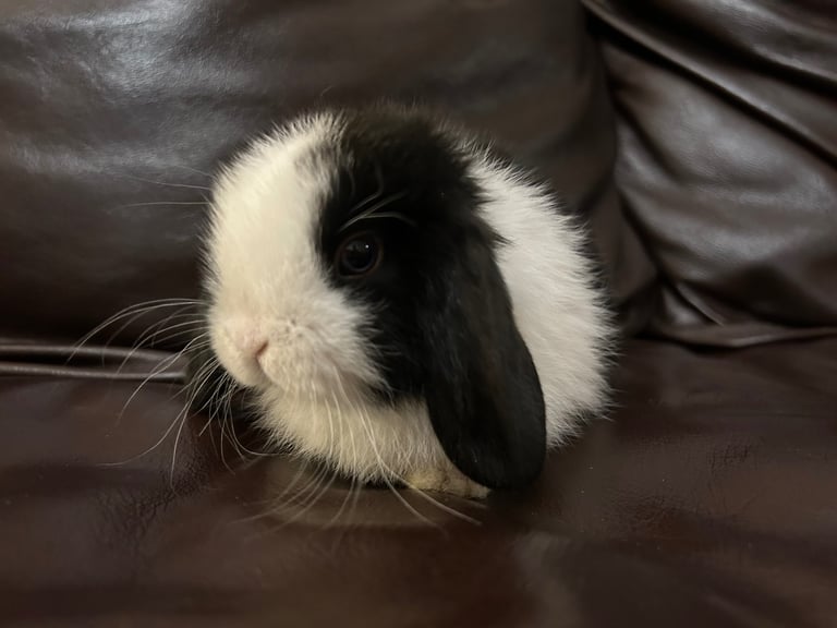 Lovely baby minilops for sale