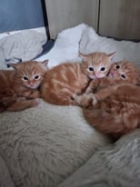 Beautiful happy and healthy ginger kittens only forever homes xx