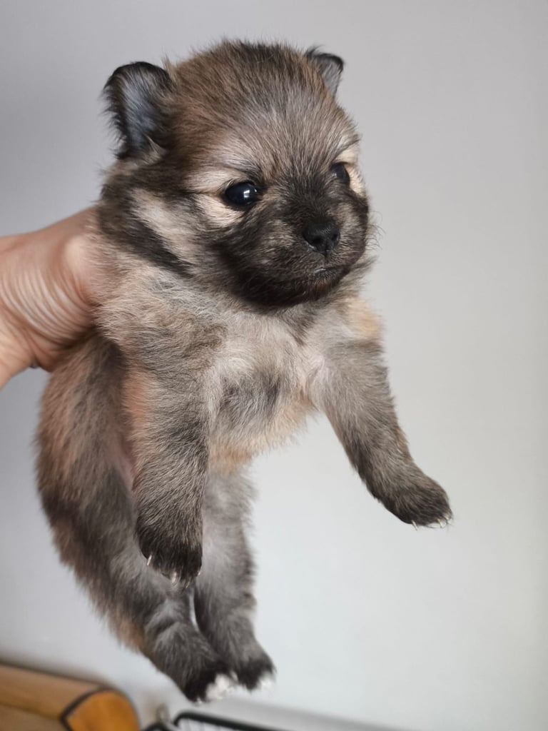 Pomeranian puppies - 2 boys
