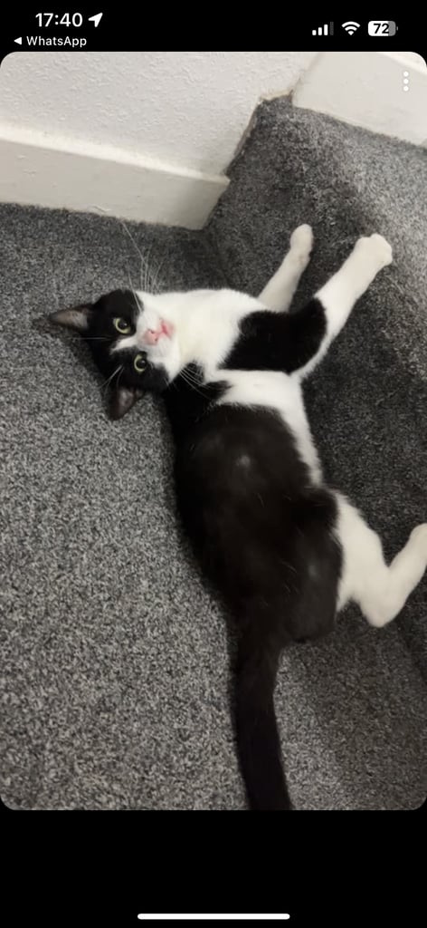 2 black and white cats 