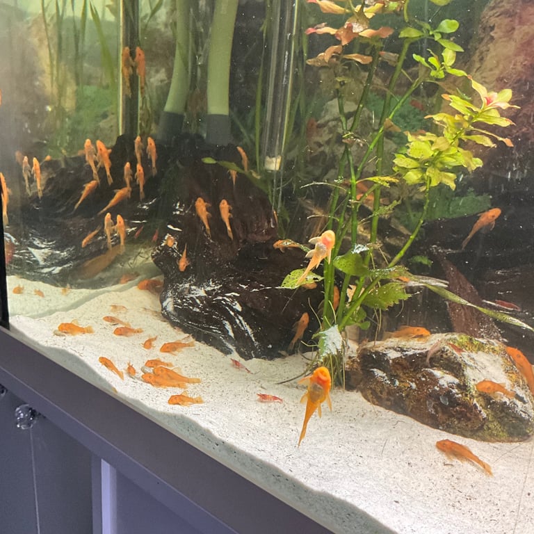 Super red pleco 