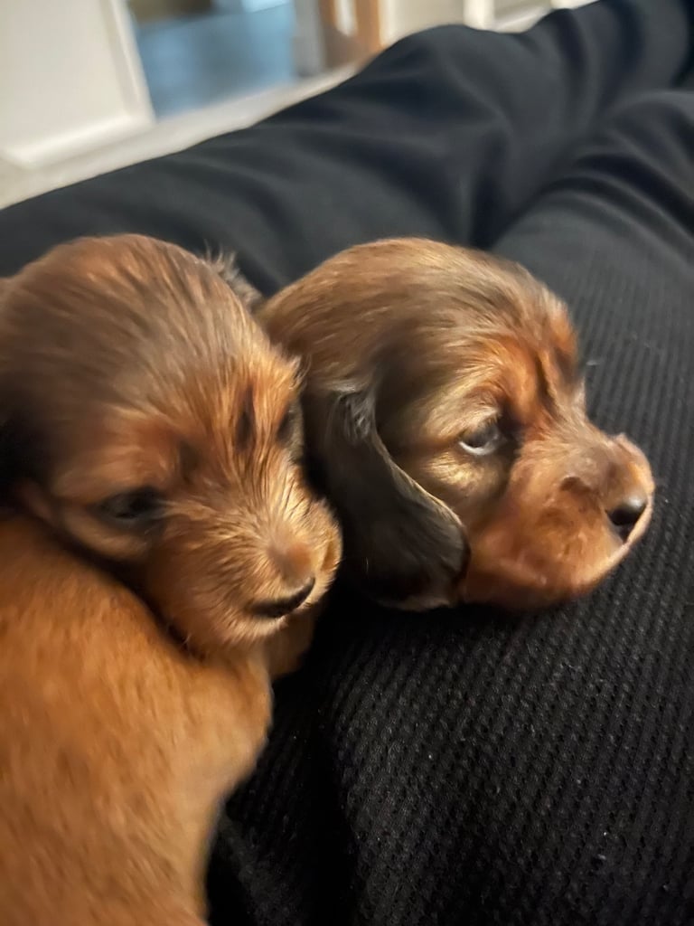 Pedigree family owned miniature longhaired dachshund puppy's in Southampton