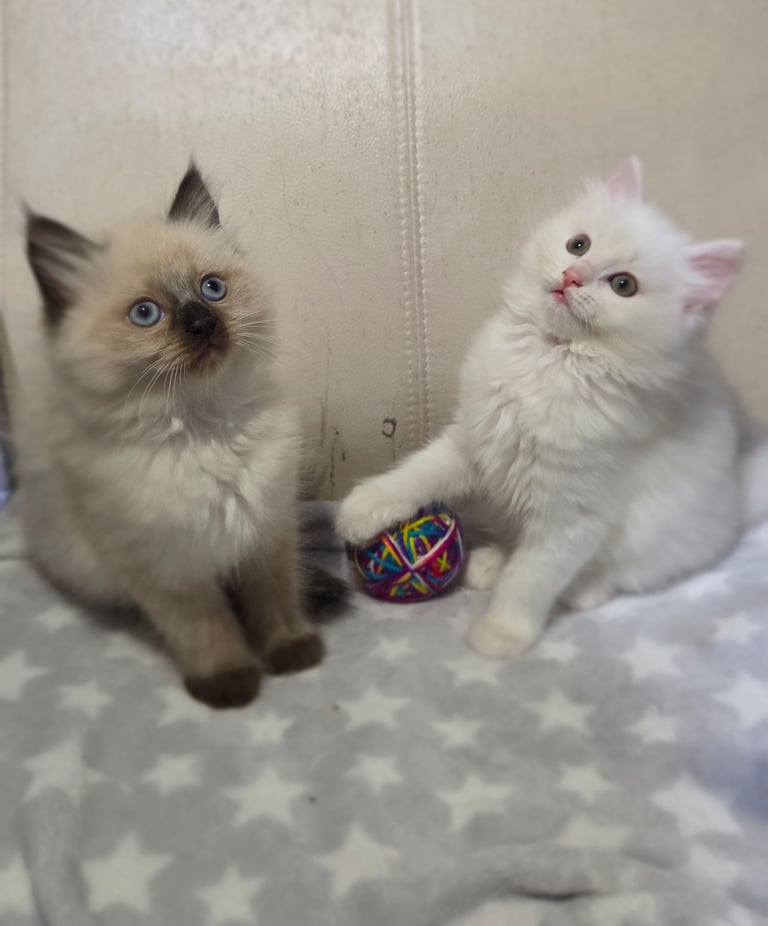 image for 2  kittens Persian X Ragdoll