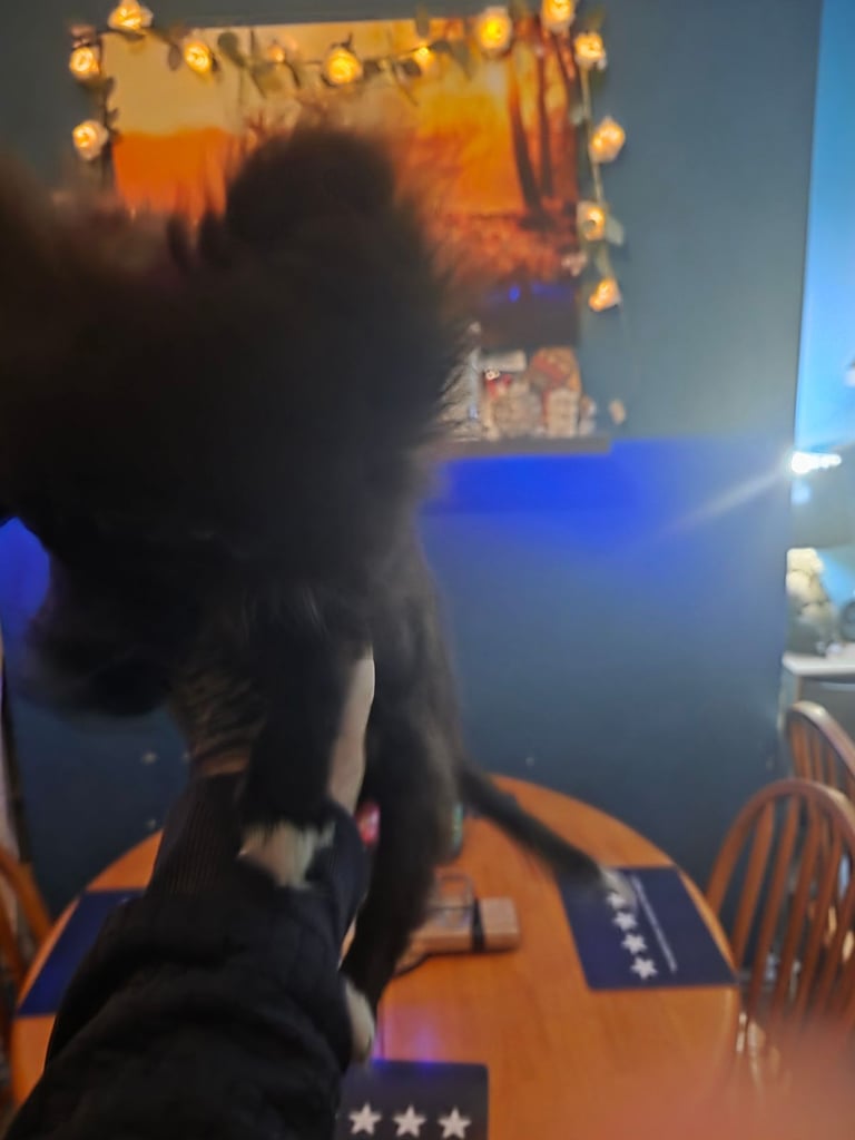 Tea cup pomeranian