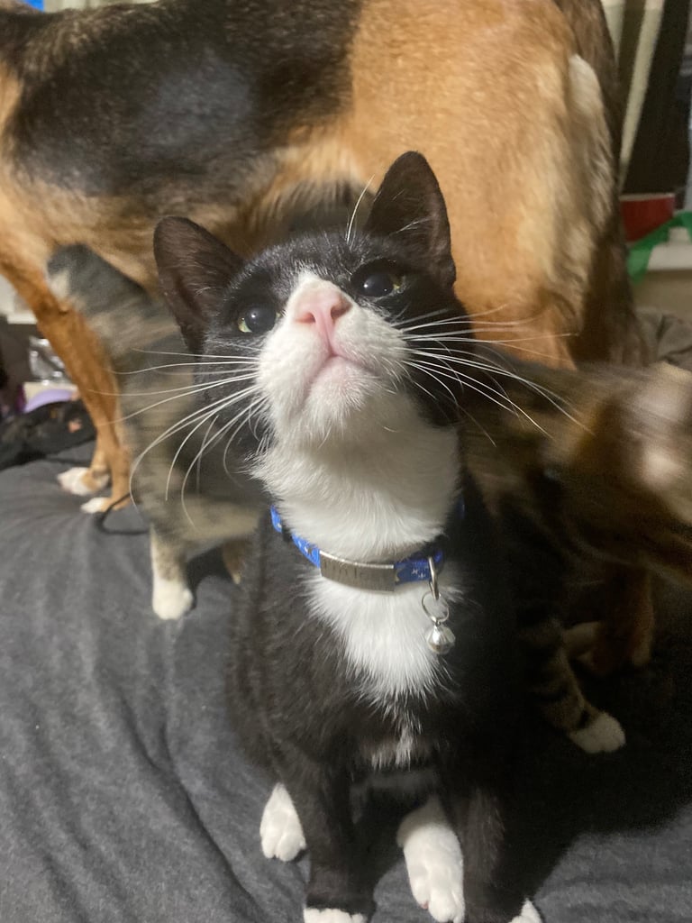 Lovely young cats looking for forever family 