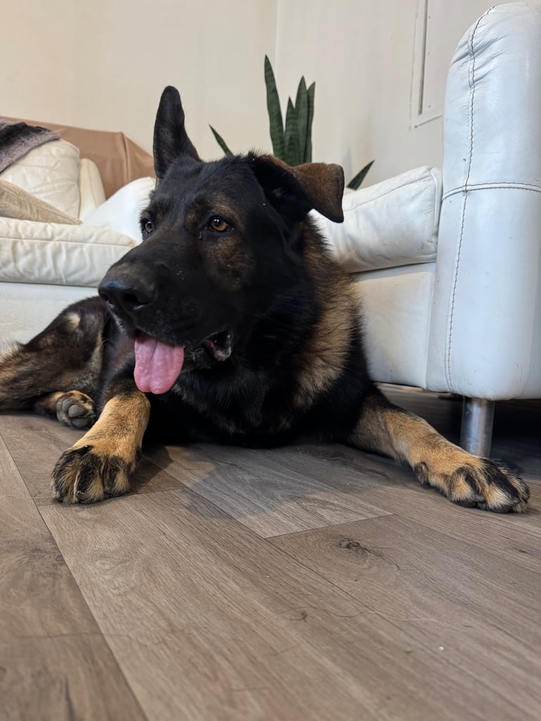 Male German Shepherd - 3.5 Years Old