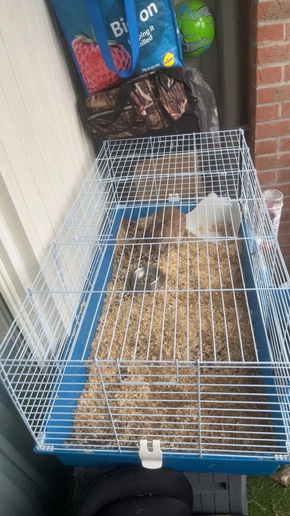 20 week Netherlands Dwarf rabbit with cage