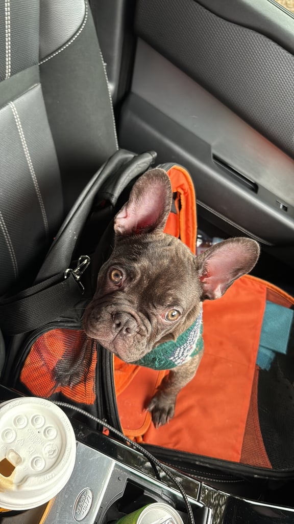 Blue French Bulldog 