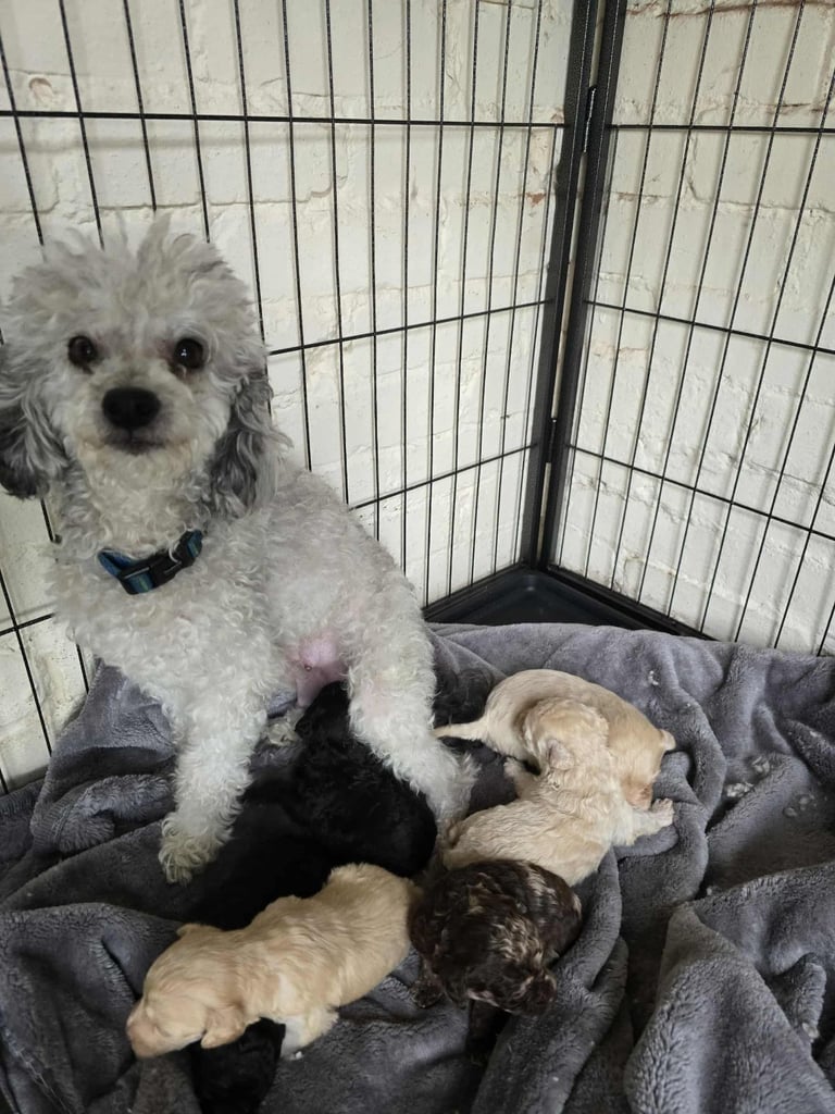Stunning toy poodle puppies 