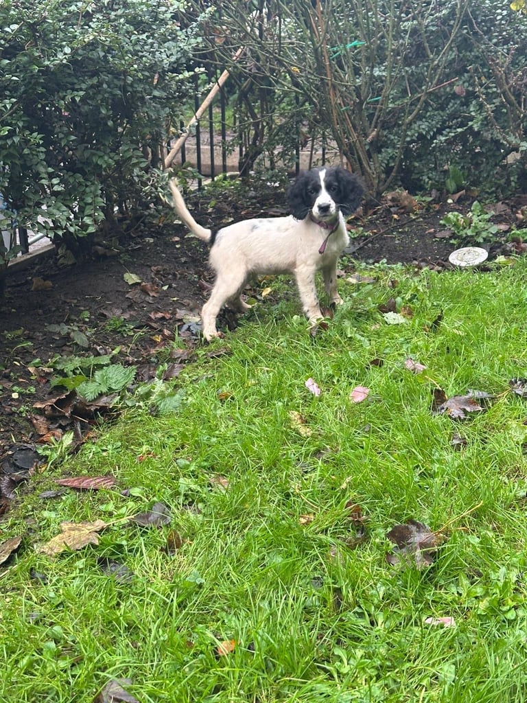 Springer spaniel pups 