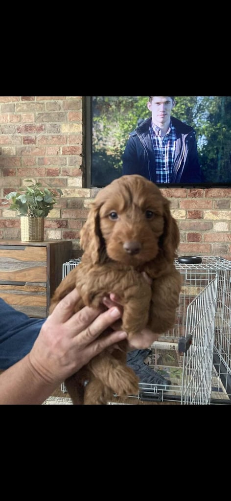 Cockapoo puppies 