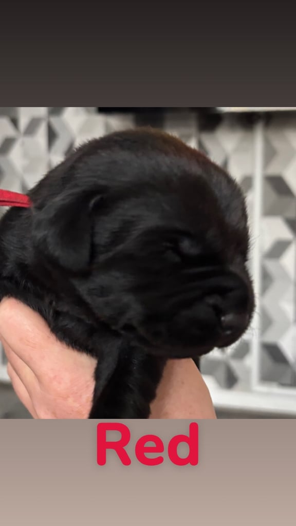 3 black KC Labradors available 