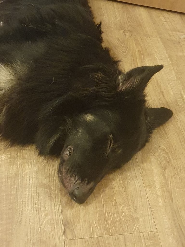 My beautiful boy needs another home