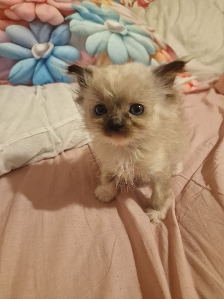  beautiful little girl-  pure Ragdoll kitten 