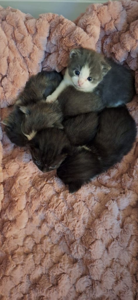 Beautiful Maine Coon x kittens