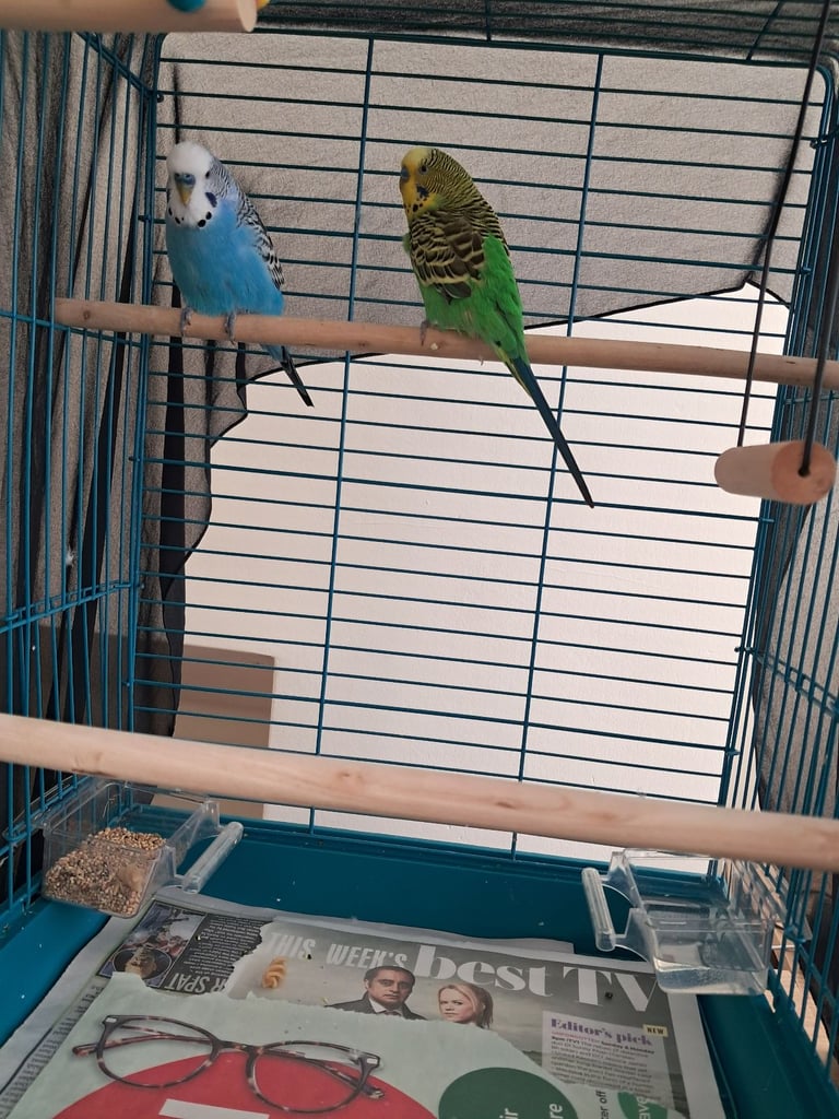 Two budgies must go together