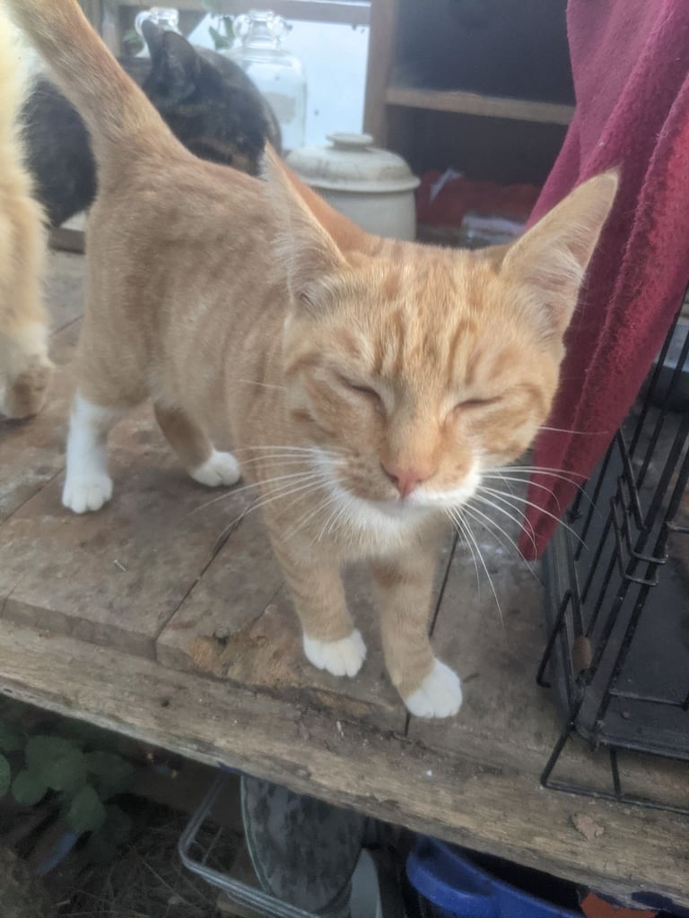 Kittens for sale 