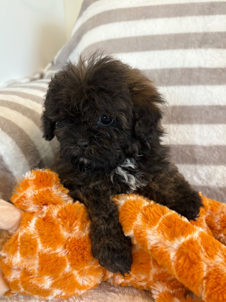 Shih Tzu x poodle 