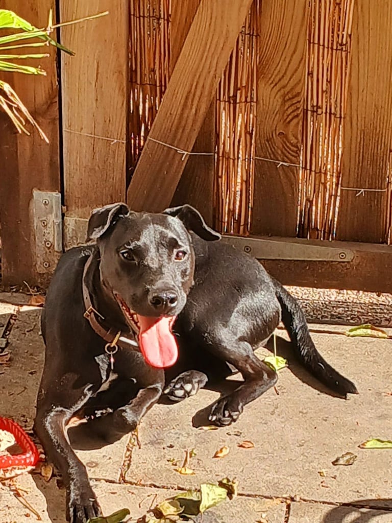 Playful patterdale 