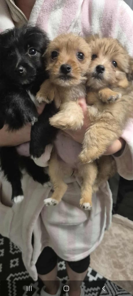 Jack russell/Pomeranian 
