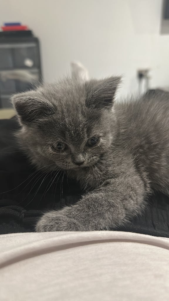 Bsh 