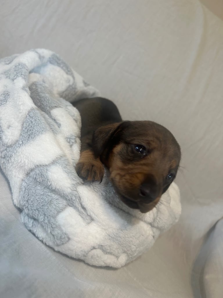 dachshund puppy’s ready to leave next week 