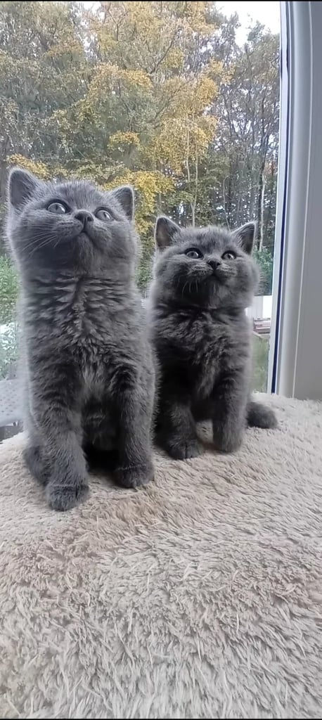 image for Beautiful British Blue Kittens 