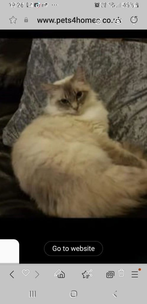 Ragdoll cross Turkish Angora kittens 