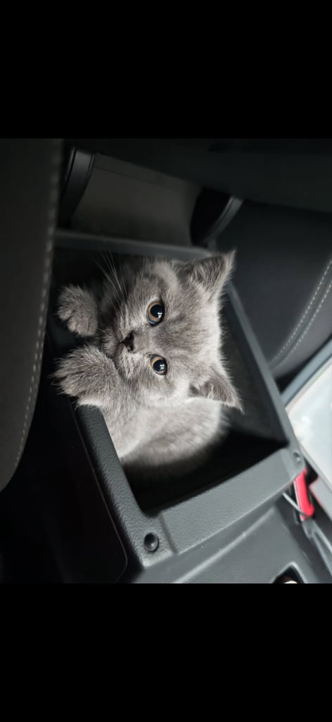 British shorthair kittens 