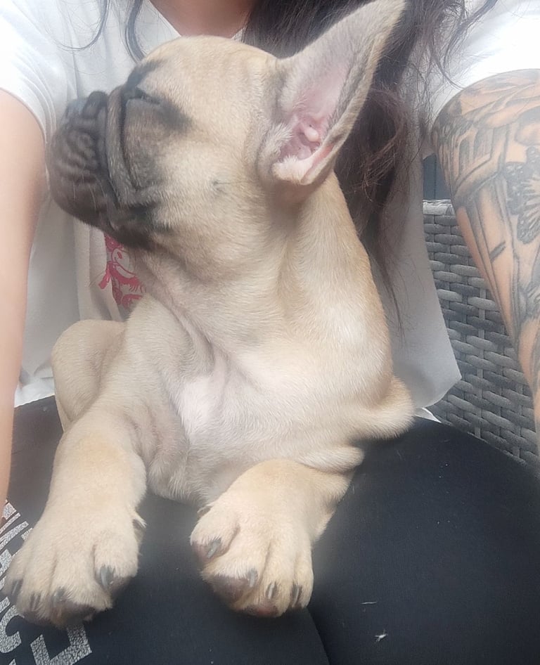 French bulldog puppy