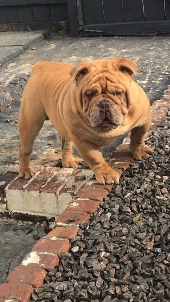 Minibull bulldog puppies 