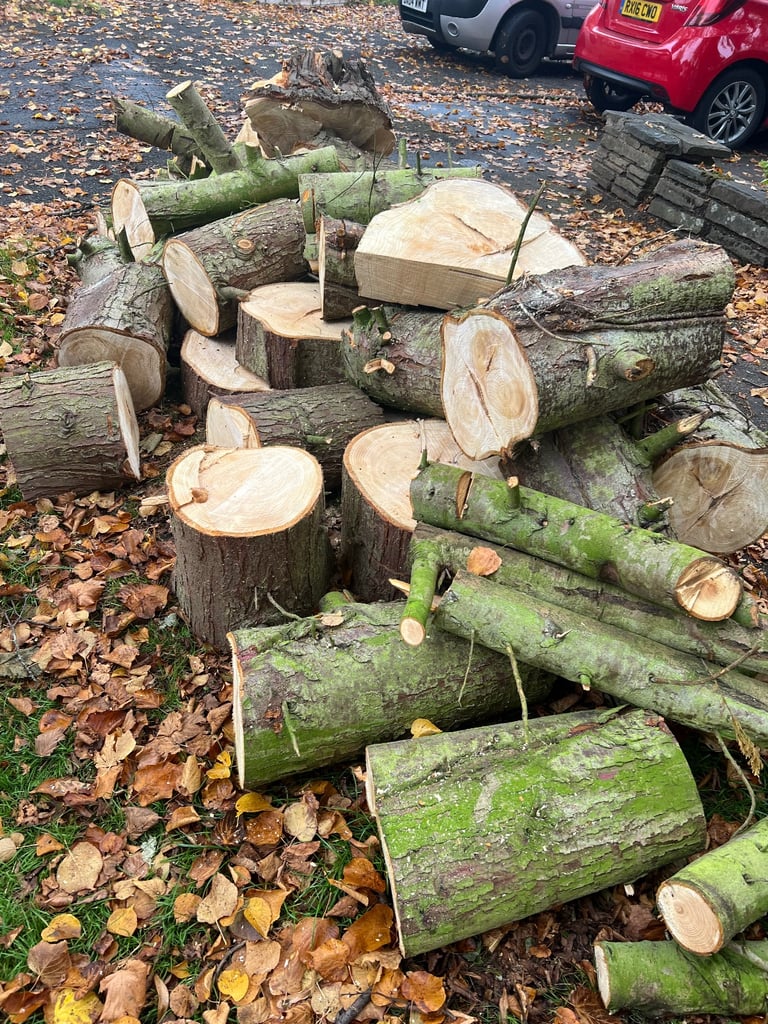 Tree cutting and removal and hedges cutting 