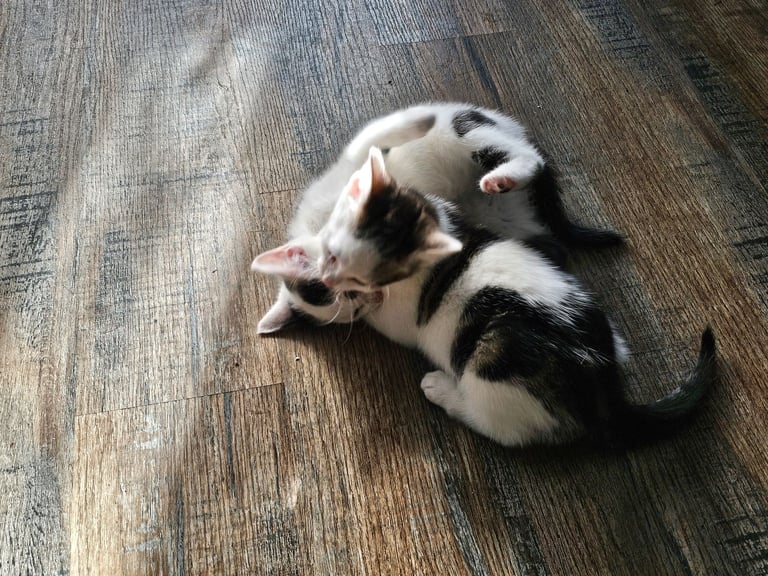 Kittens ready to go now