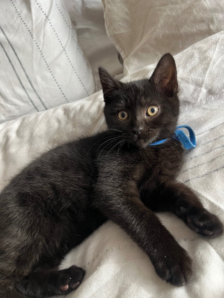 British short hair kitten for sale 