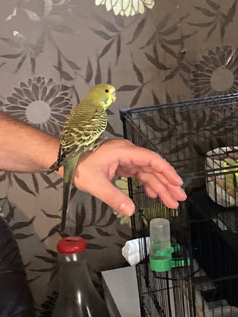 Baby budgies 8 week old 