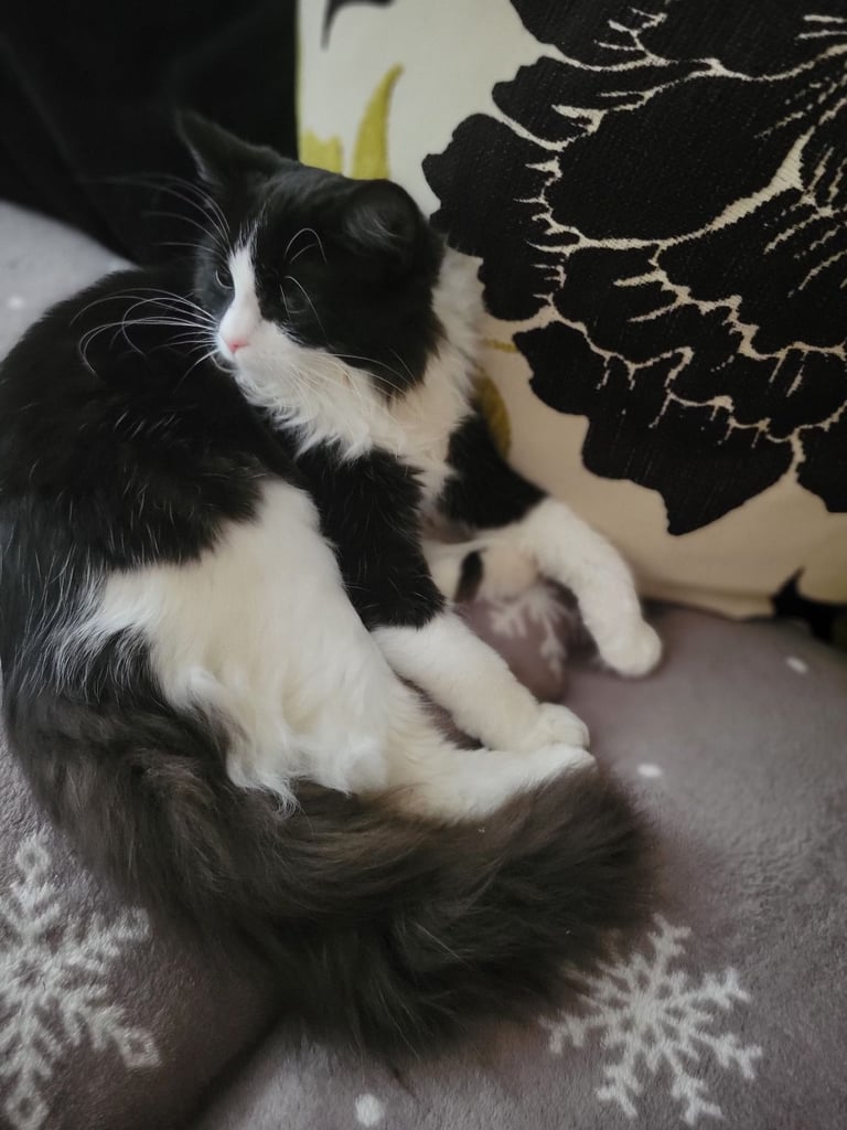 Kitten for sale