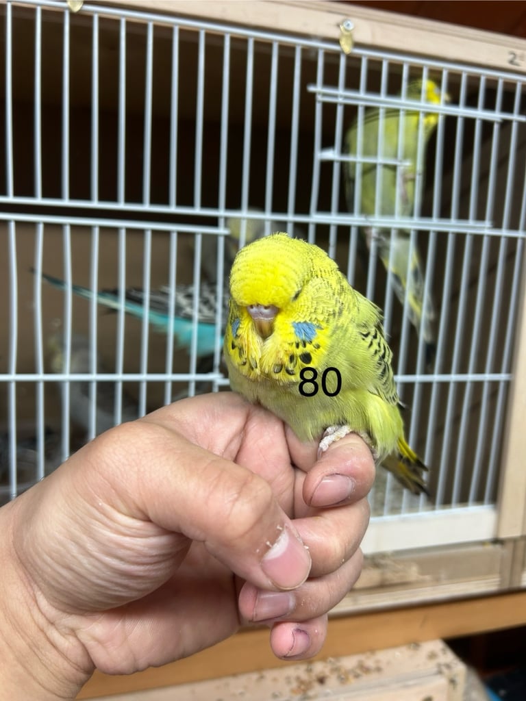 Budgies Hand Tamed 