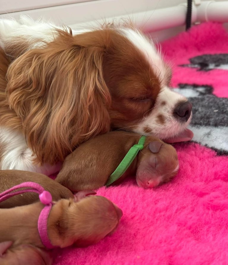 Cavalier King Charles spaniel puppies ready now