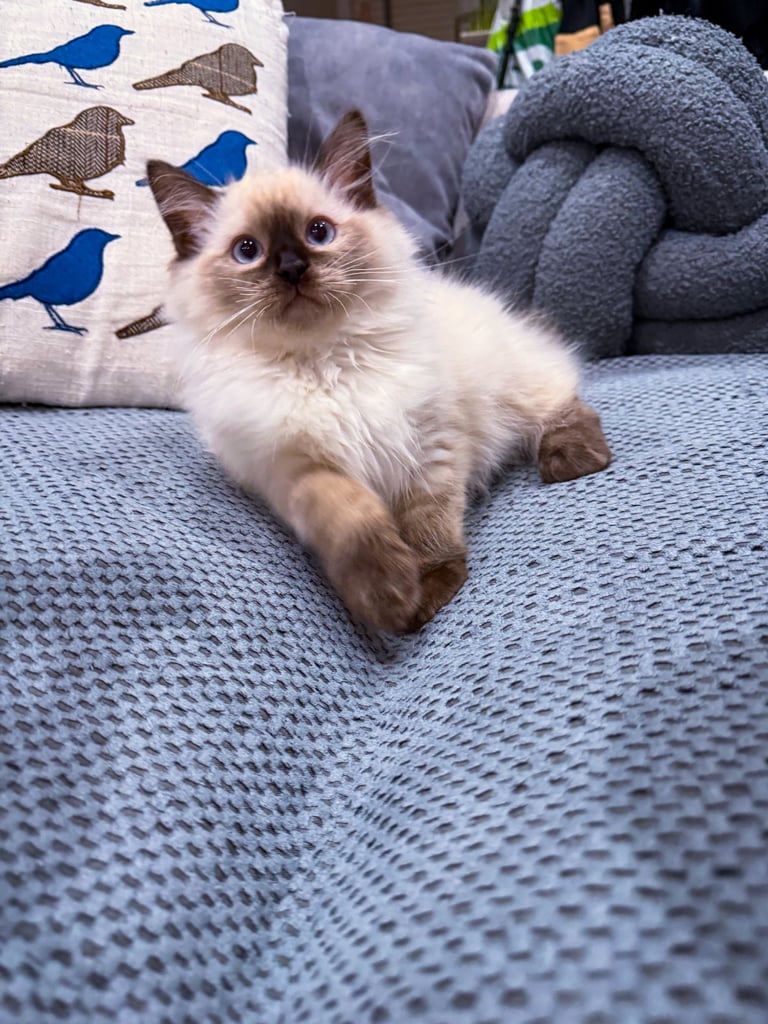 Beautiful Ragdoll Kitten - Last Boy Available (£700)