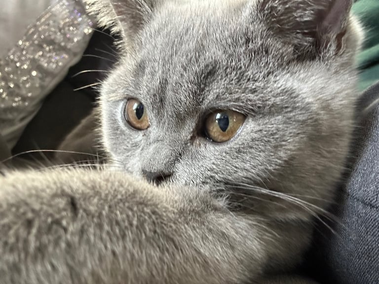 Cat for sale