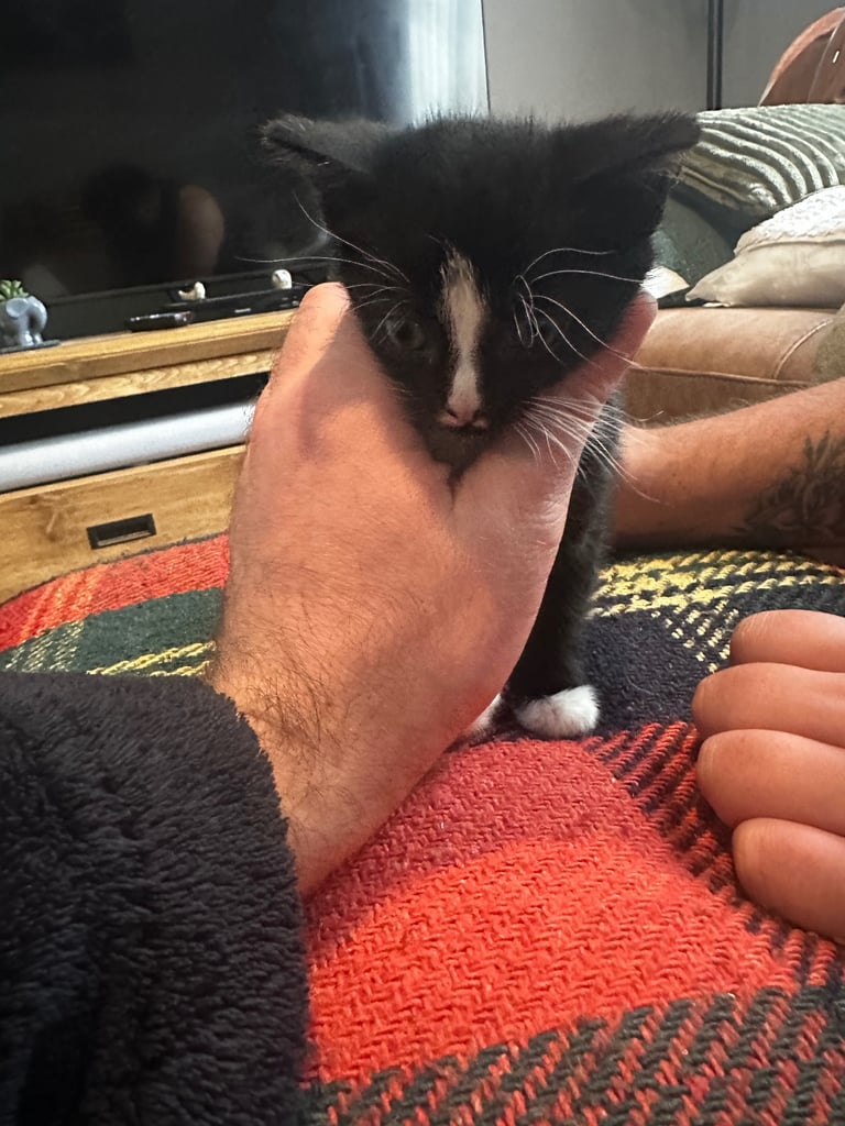 Tuxedo Kittens 🐈‍⬛ 