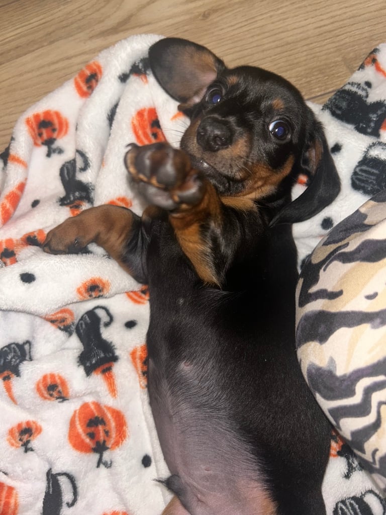 Black & tan Miniature dachshund 