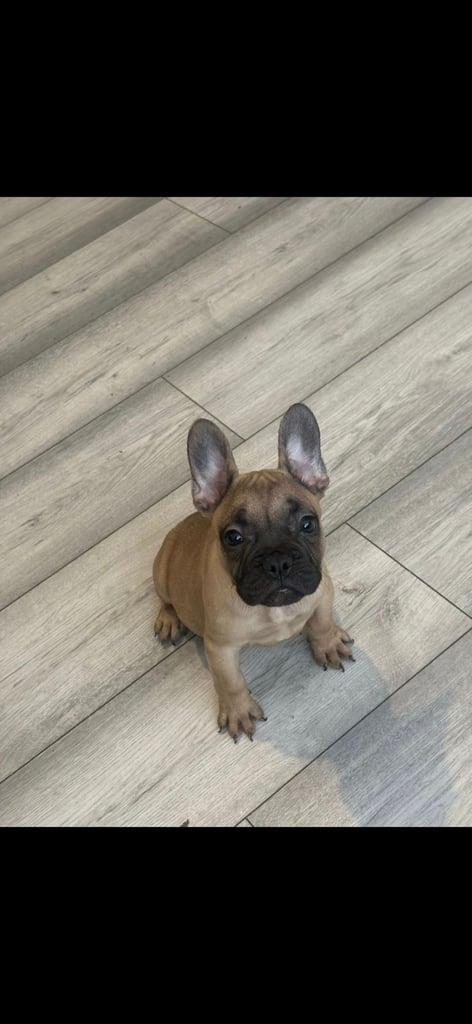 image for French bulldog puppies for sale 