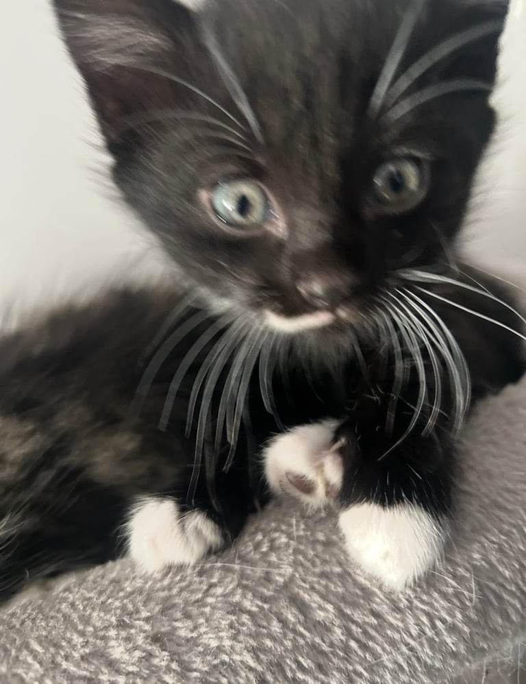 image for Kittens Ready To Leave