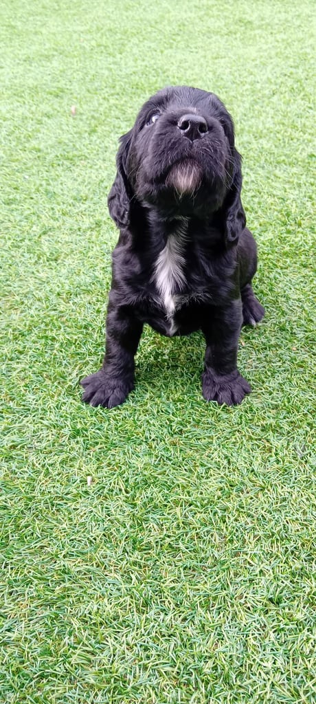 KC Registered Working  Cocker Spaniels.