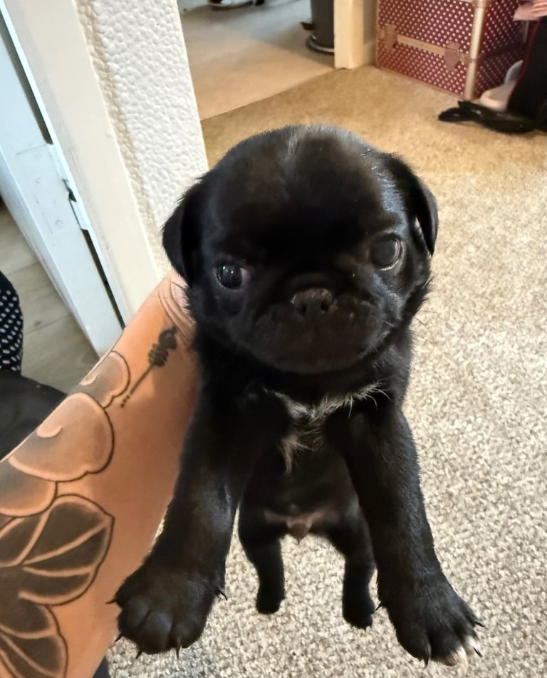 KC Pug Puppies 