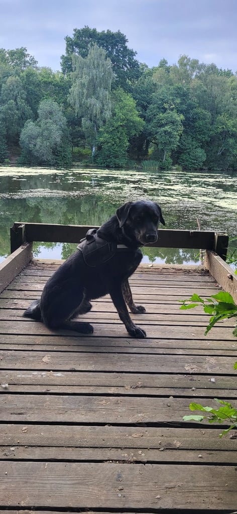 Husky x huntaway for rehoming