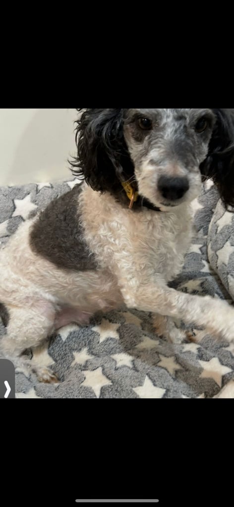 image for Parti mini poodle 