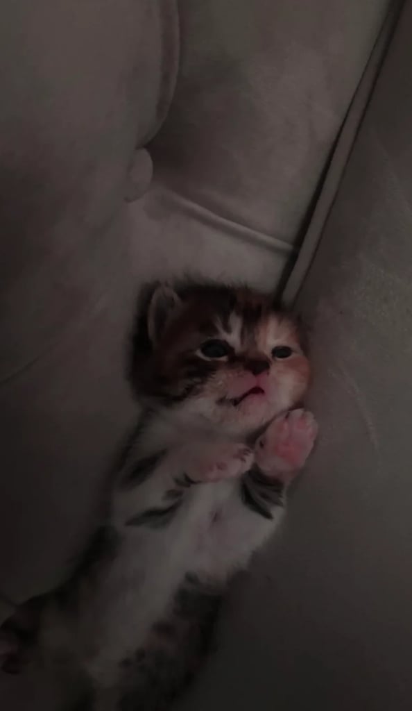 Adorable Persian x Bengal Kittens Ready for Their Forever Homes 