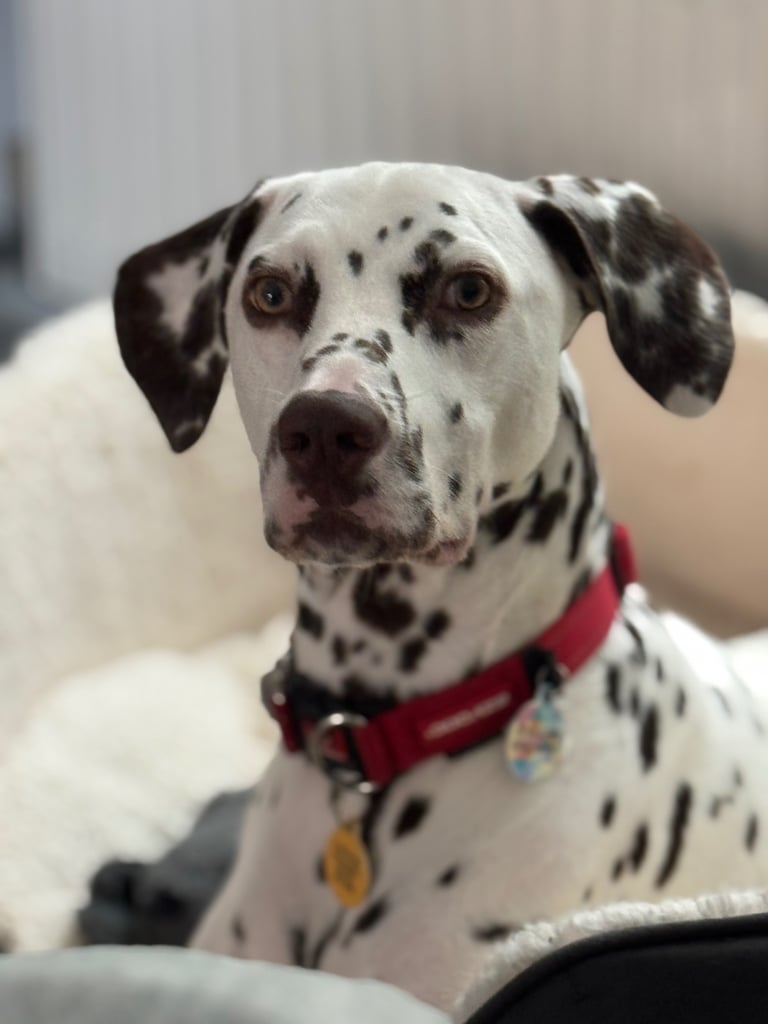 Liver Dalmatian for sale 